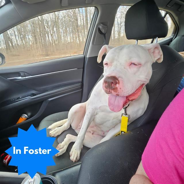 NAOMI, Adoptable, Adult Female Pit Bull Terrier & Mixed Breed.