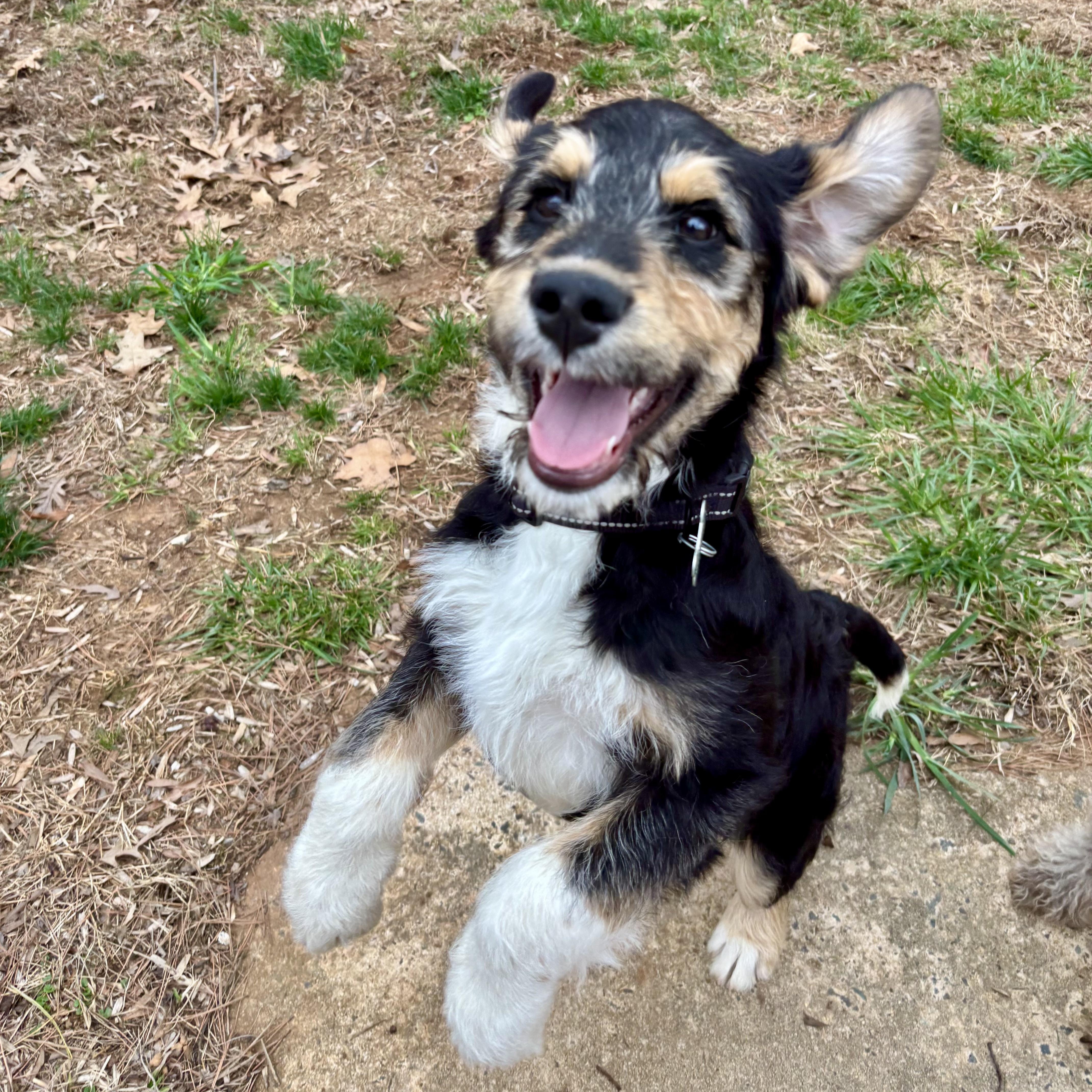 Harry, ADOPTABLE, Puppy Male German Shepherd Dog.