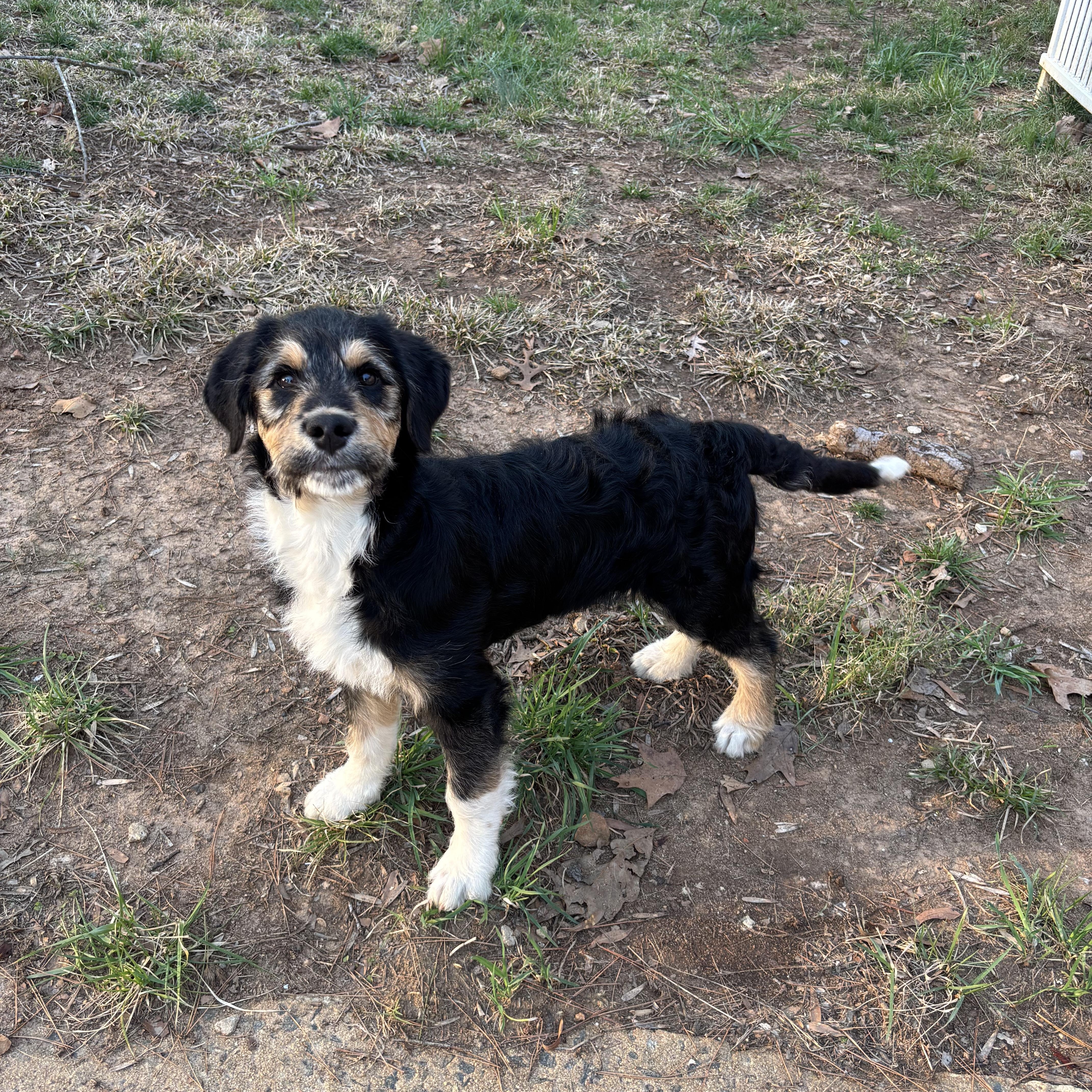 Enlarge Harry, a ADOPTABLE mixed breed in Charlotte, NC image 2/5