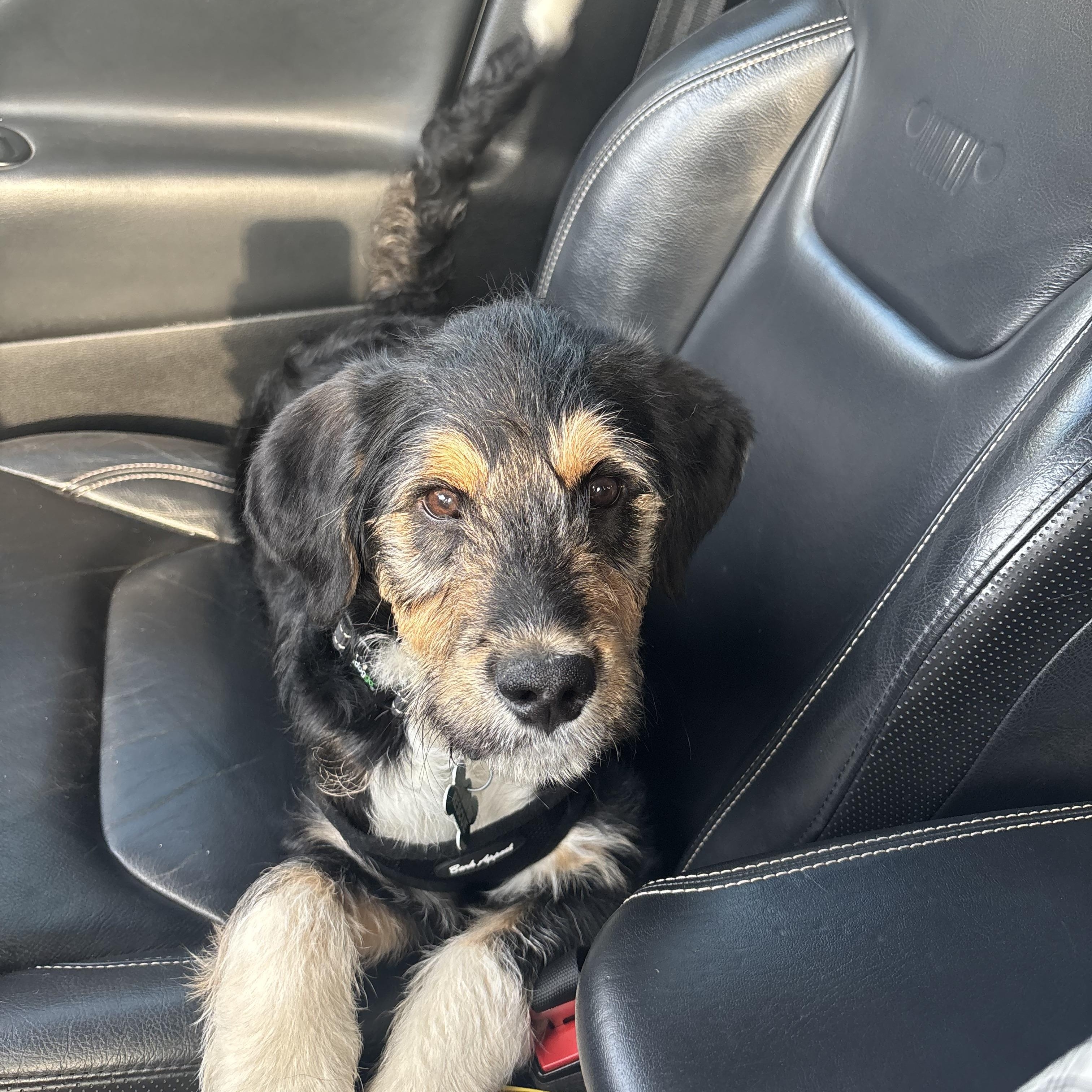 Enlarge Harry, a ADOPTABLE mixed breed in Charlotte, NC image 4/5