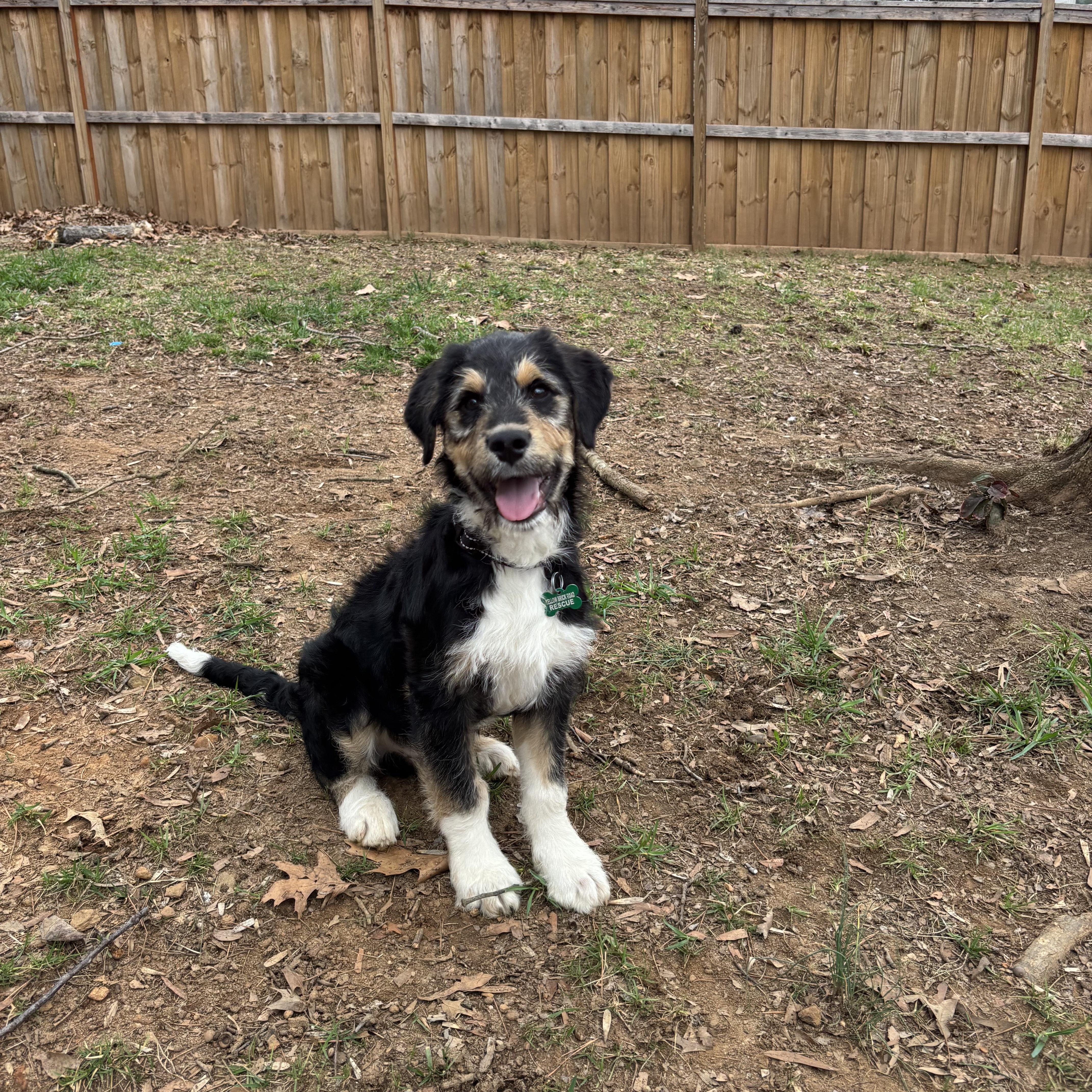 Enlarge Harry, a ADOPTABLE mixed breed in Charlotte, NC image 3/5