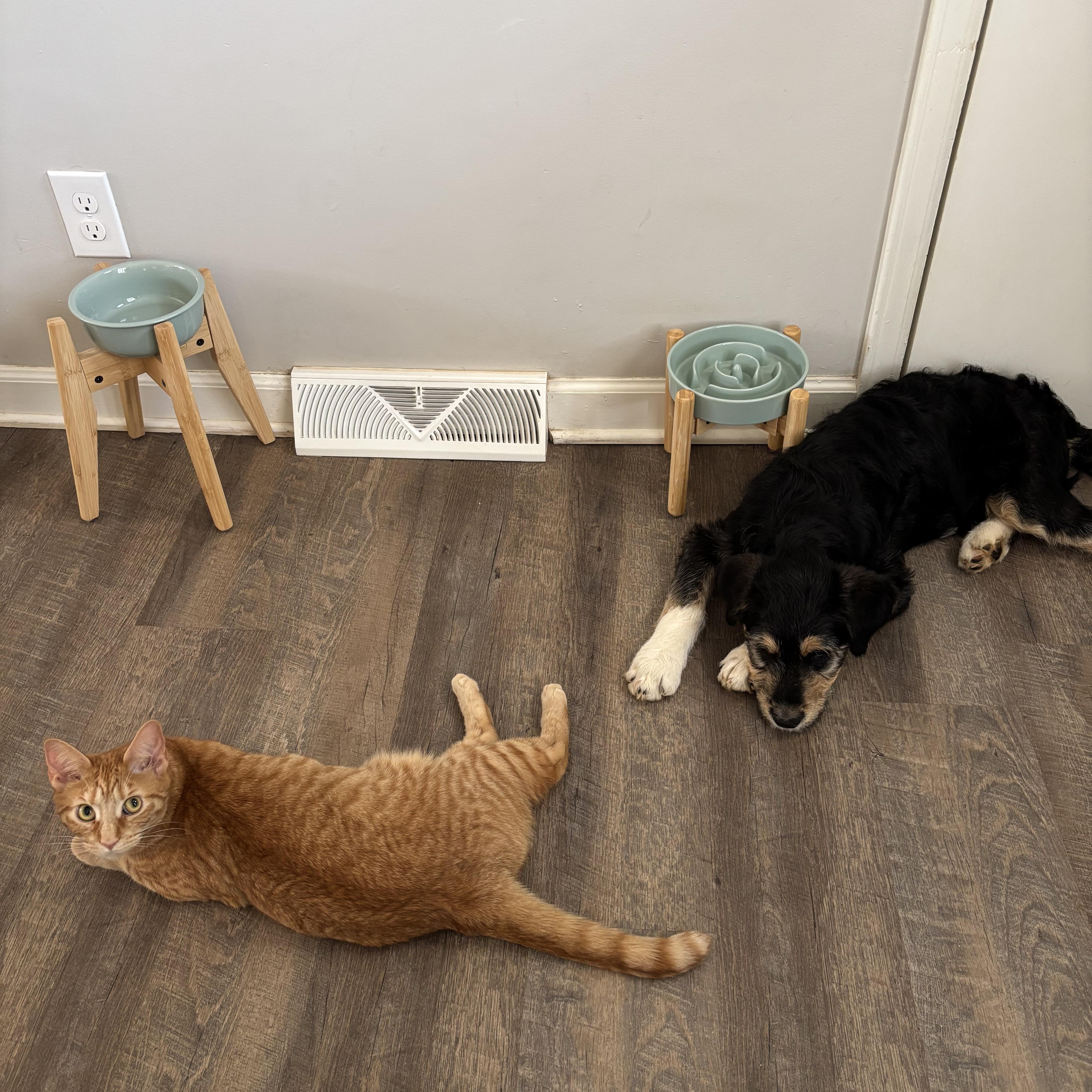 Enlarge Harry, a ADOPTABLE mixed breed in Charlotte, NC image 5/5