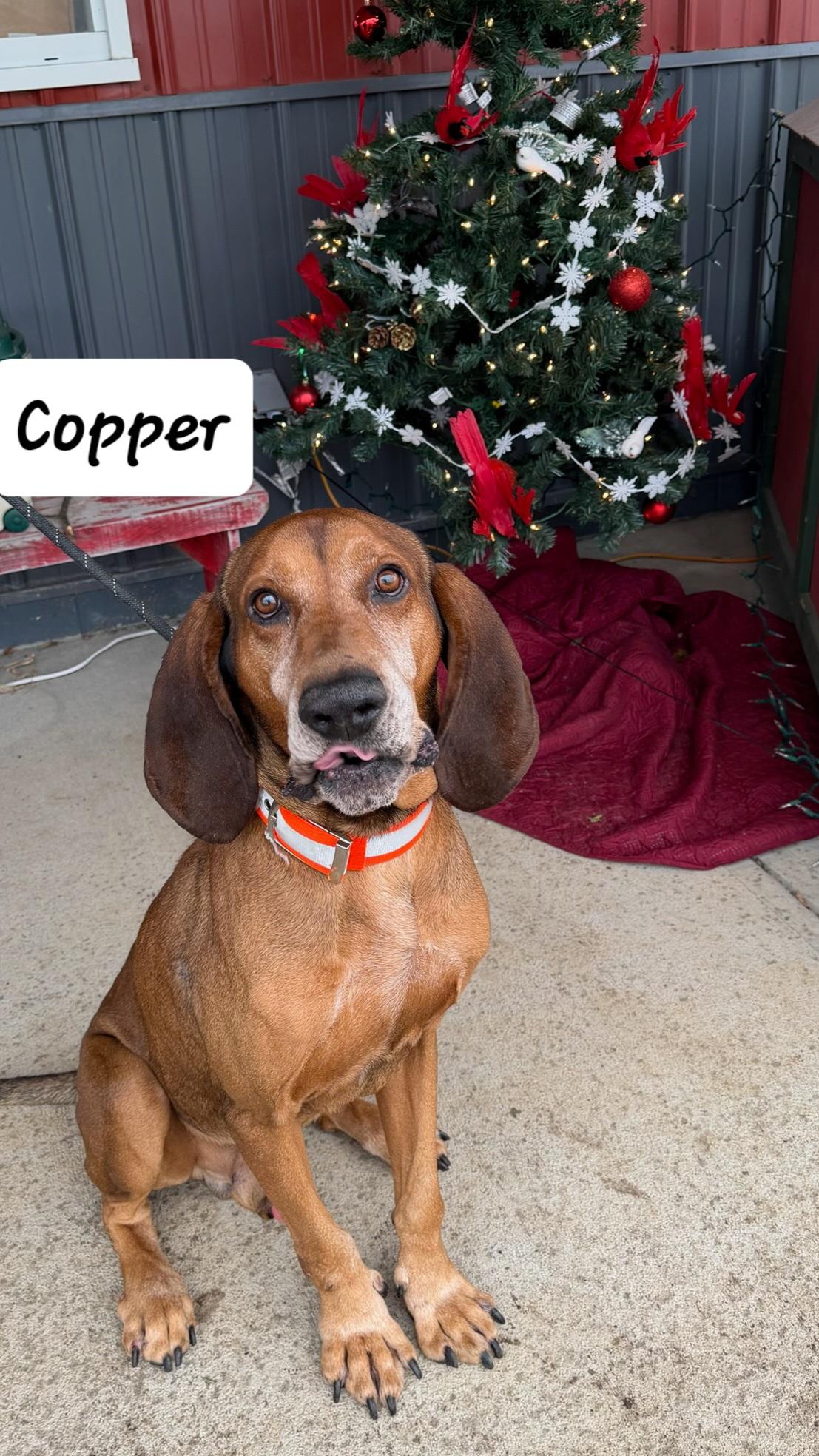 Copper, ADOPTABLE, Adult Male Bloodhound & Coonhound.
