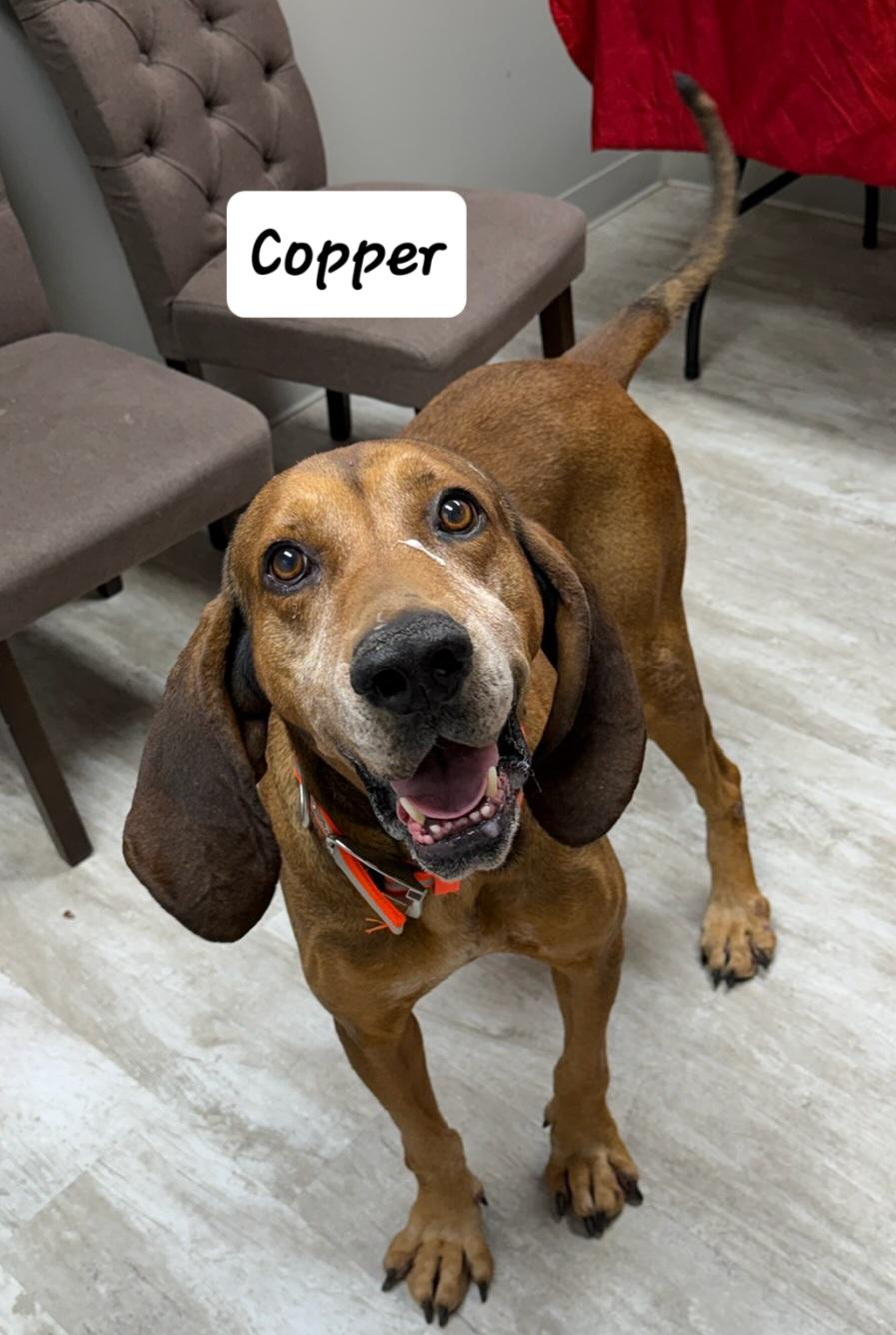Enlarge Copper, an adopted mixed breed in Urbana, OH image 1/2