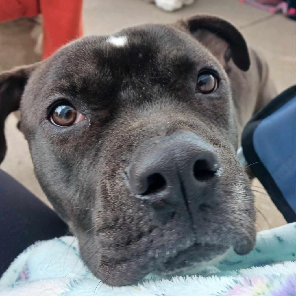 Enlarge Bungee, a Adoptable mixed breed in Gainesville, GA image 3/4