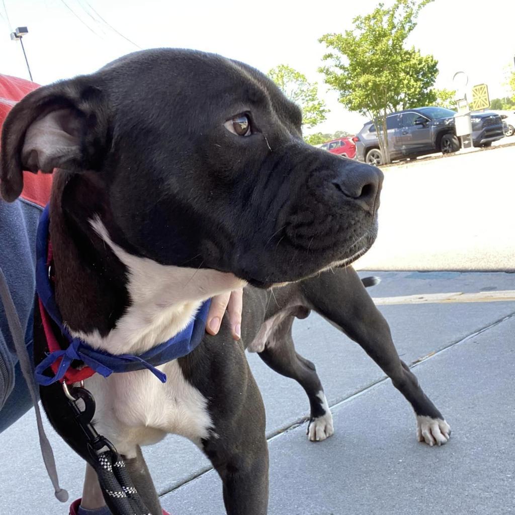 Enlarge Bungee, a Adoptable mixed breed in Gainesville, GA image 4/4