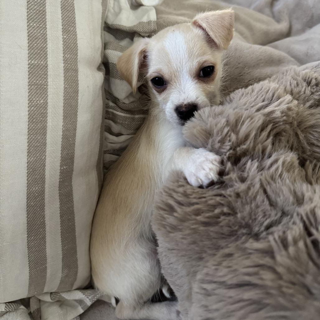 Joey, Adoptable, Puppy Male Terrier & Mixed Breed.