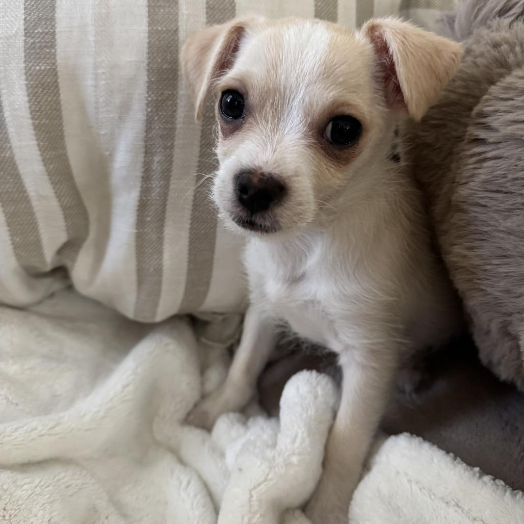 Enlarge Joey, a Adoptable mixed breed in Las Vegas, NV image 2/3