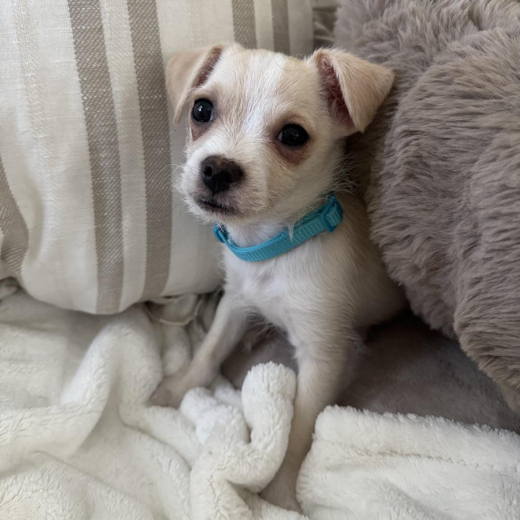 Enlarge Joey, a Adoptable mixed breed in Las Vegas, NV image 3/3