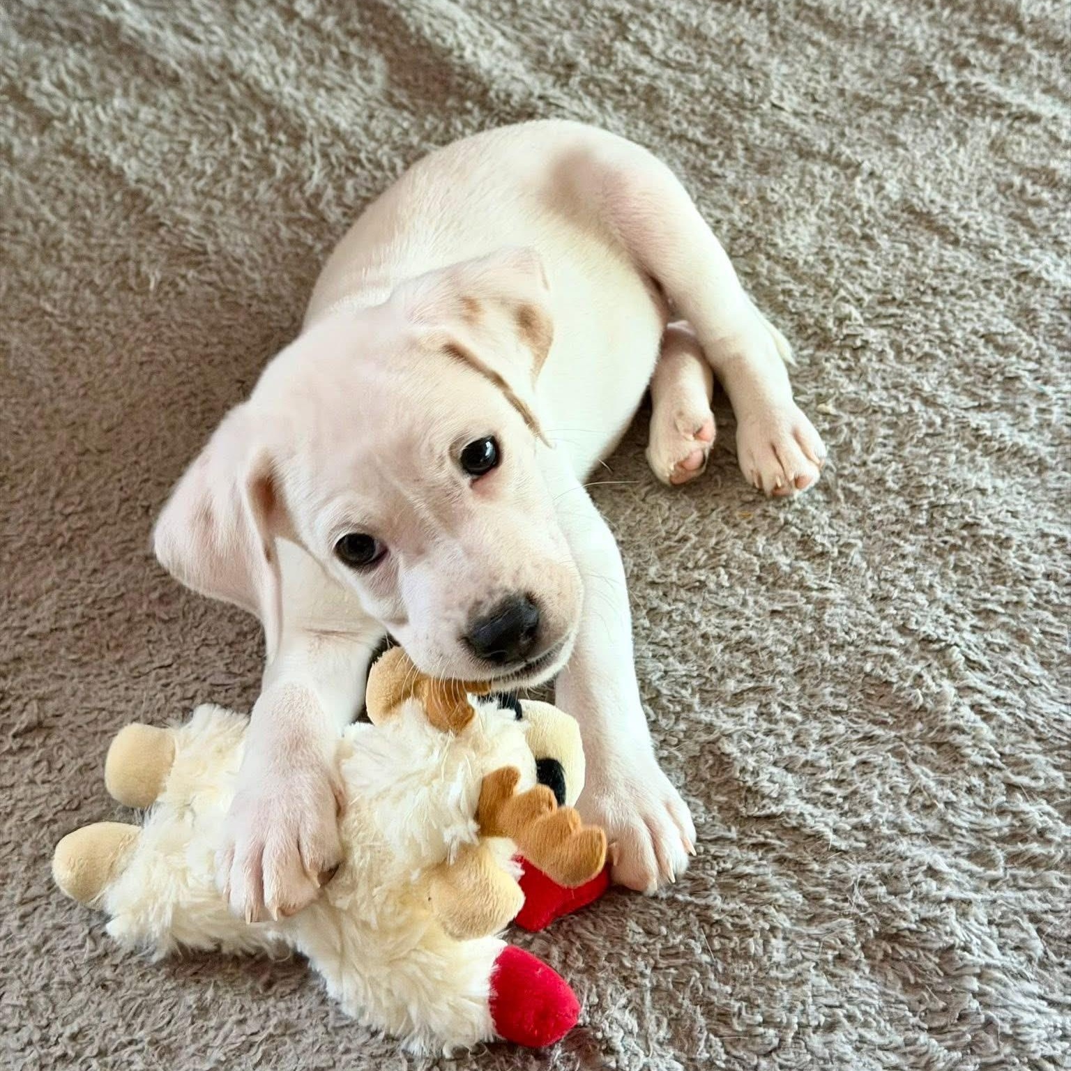 Enlarge Lila, a ADOPTABLE mixed breed in Hatfield, PA image 6/6