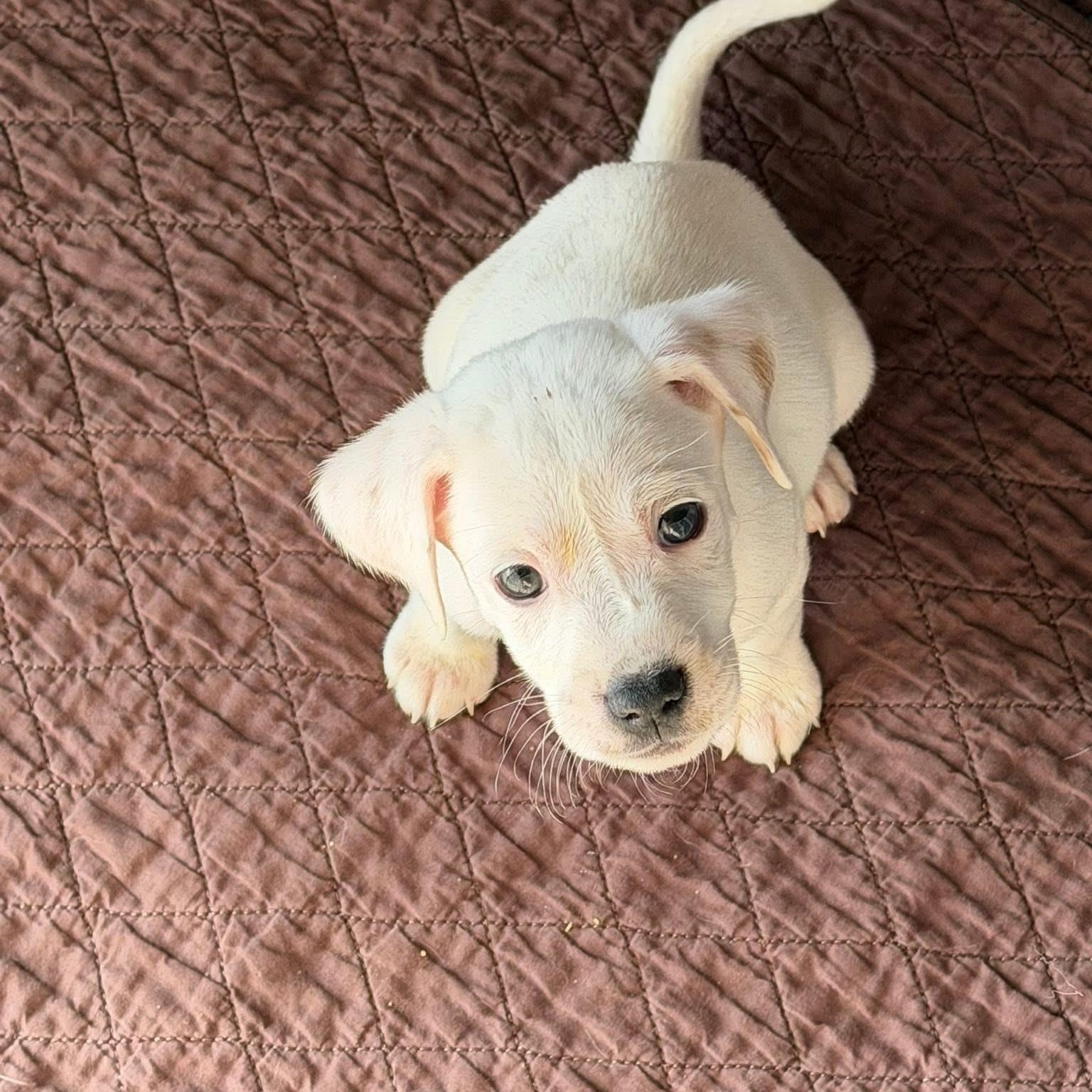 Enlarge Lila, a ADOPTABLE mixed breed in Hatfield, PA image 5/6