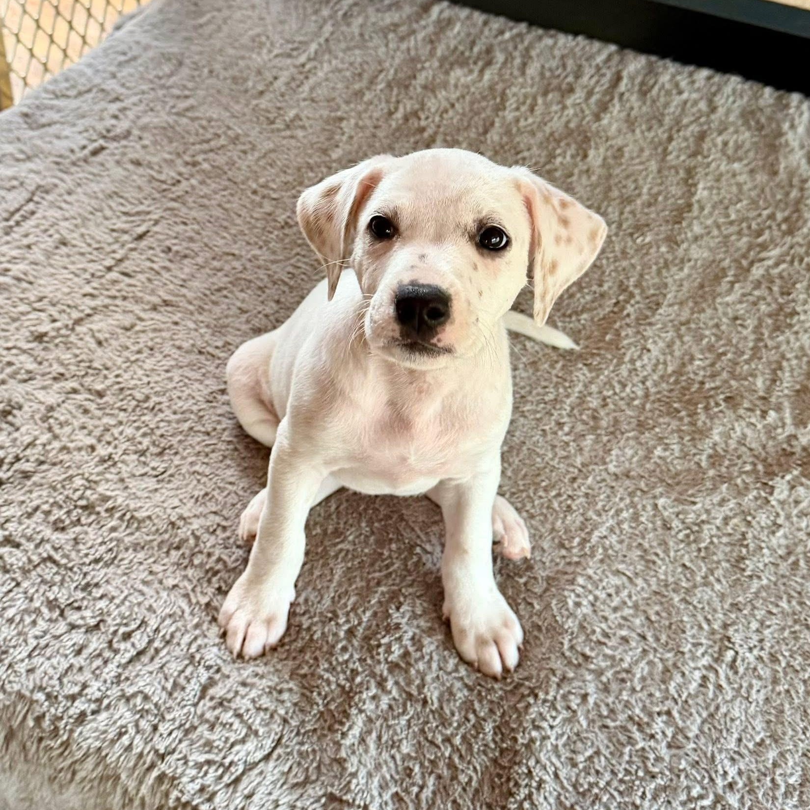 Enlarge Lila, a ADOPTABLE mixed breed in Hatfield, PA image 1/6