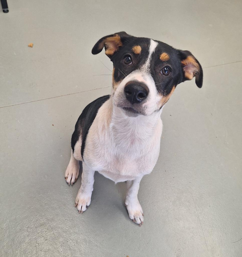 Tulip, a Adopted Terrier in Noble, OK image 2/4