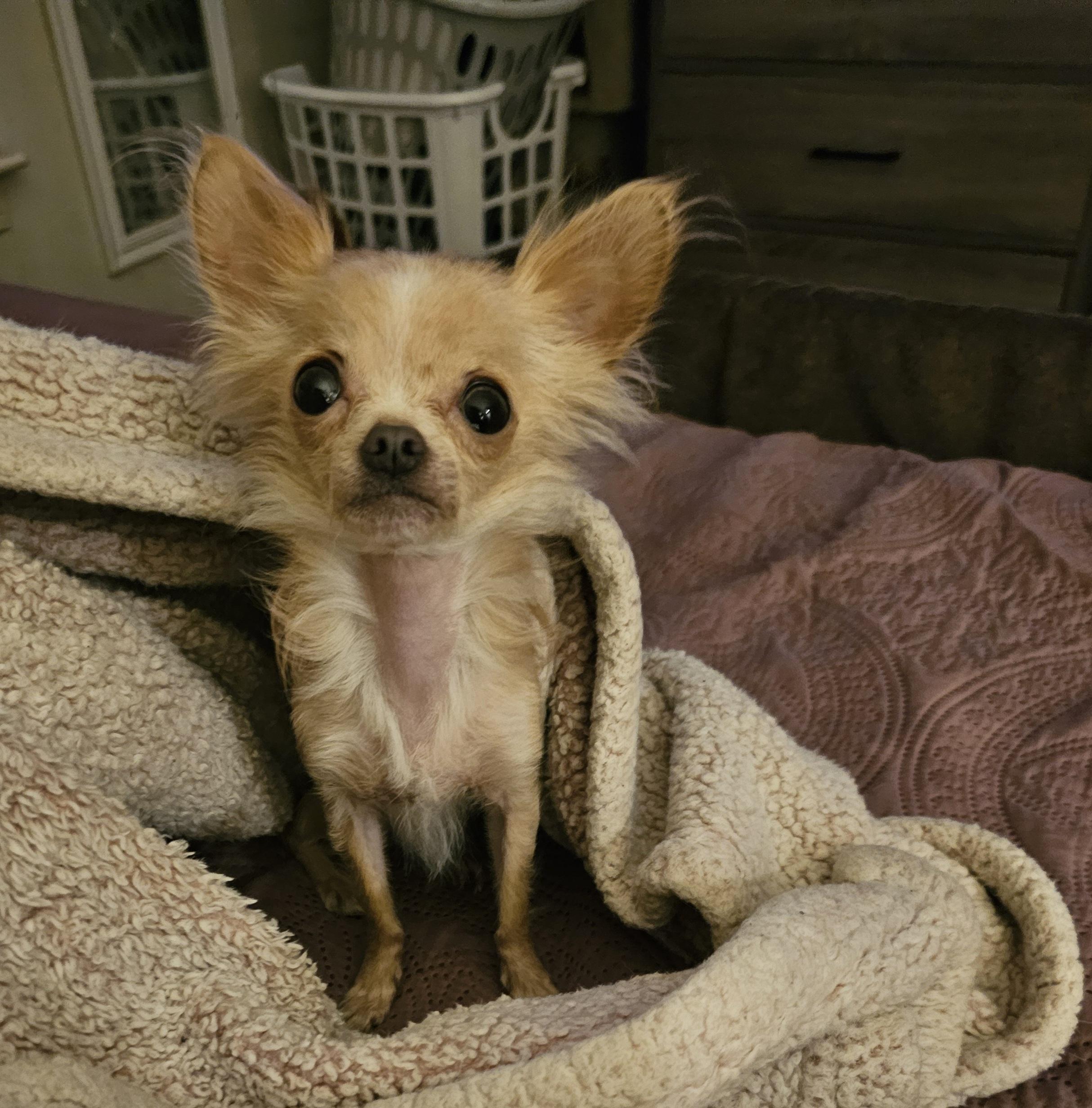 Bowie, adopted, Adult Female Chihuahua.