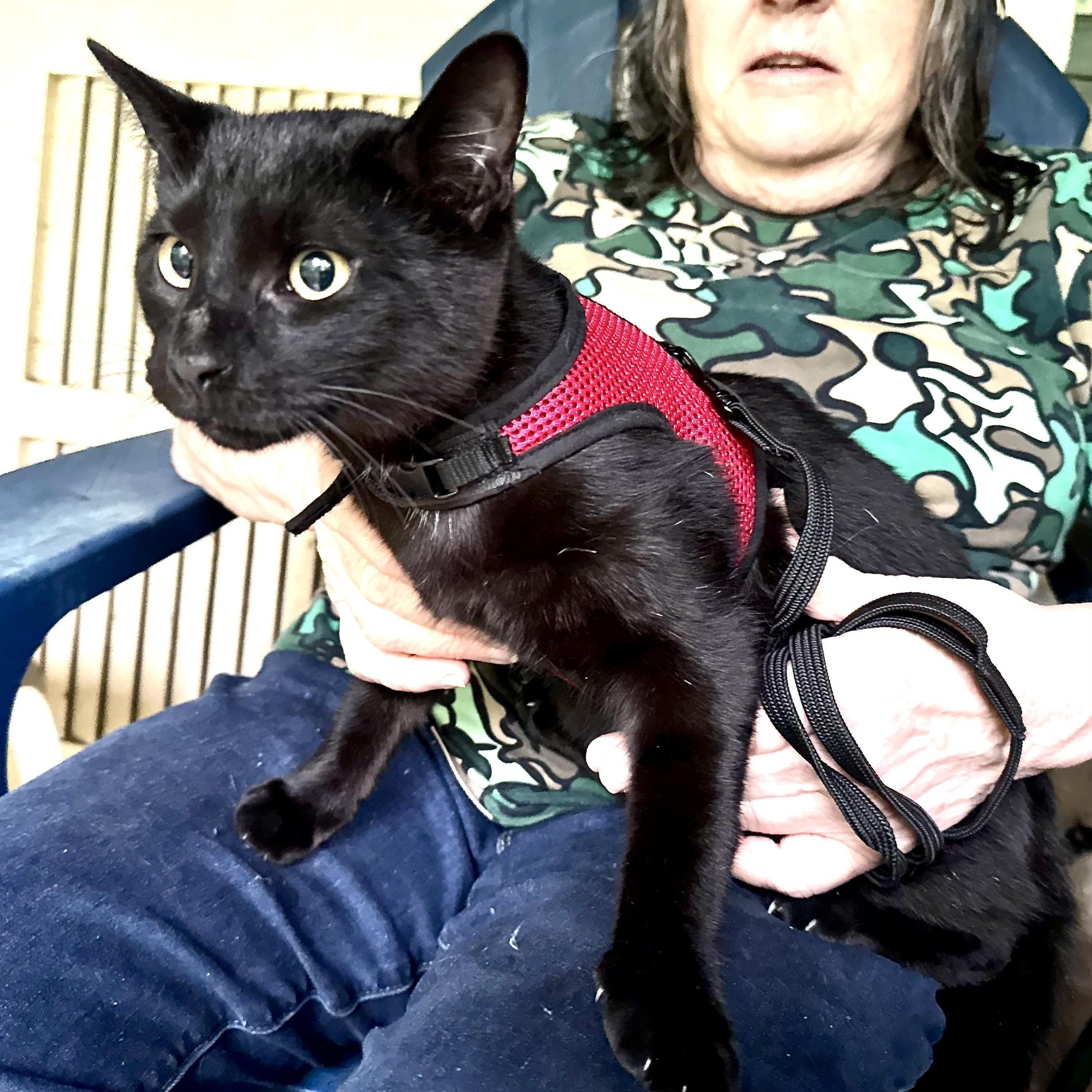 Snuggles-s, a Adoptable mixed breed in Sequatchie, TN image 1/5