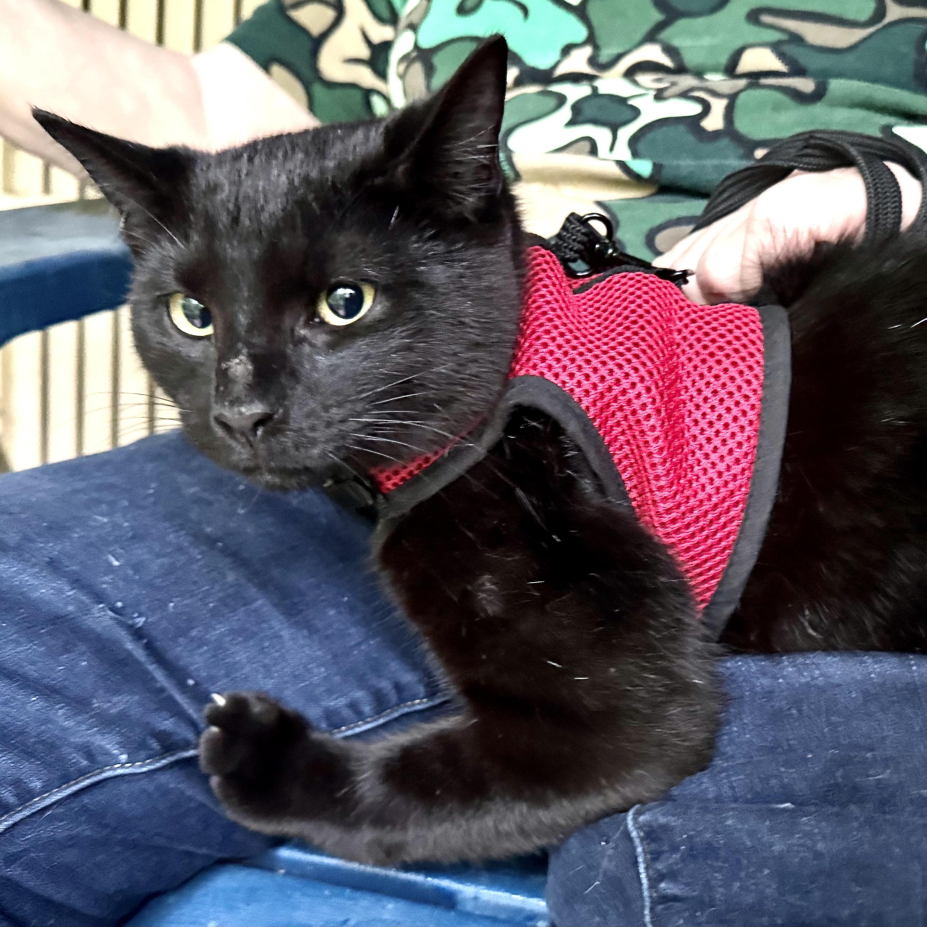 Snuggles-s, a Adoptable mixed breed in Sequatchie, TN image 2/5