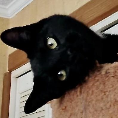 Snuggles-s, Adoptable, Young Male Domestic Short Hair.