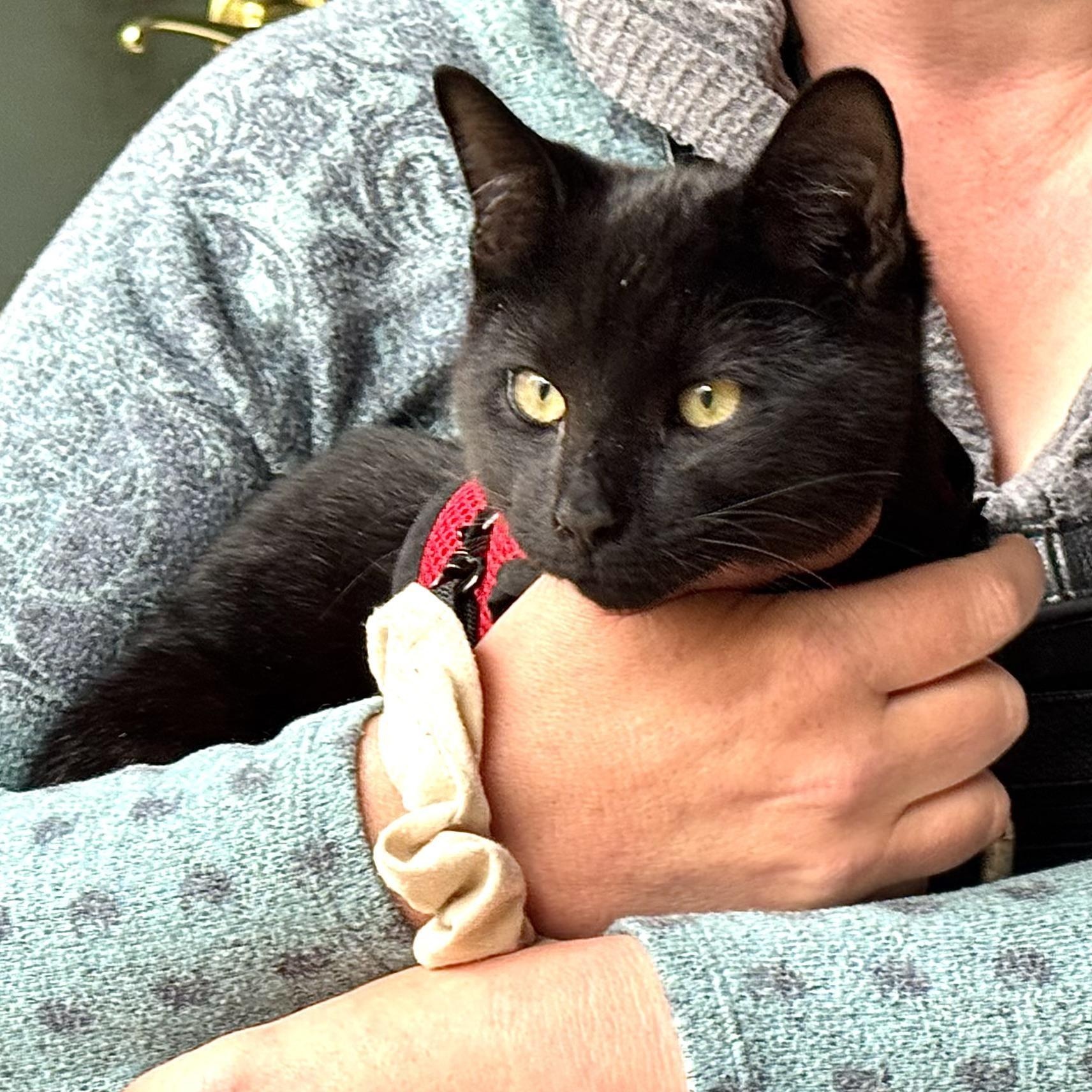 Snuggles-s, a Adoptable mixed breed in Sequatchie, TN image 4/5