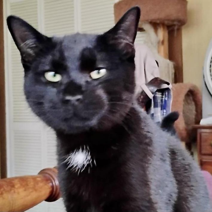 Snuggles-s, a Adoptable mixed breed in Sequatchie, TN image 5/5