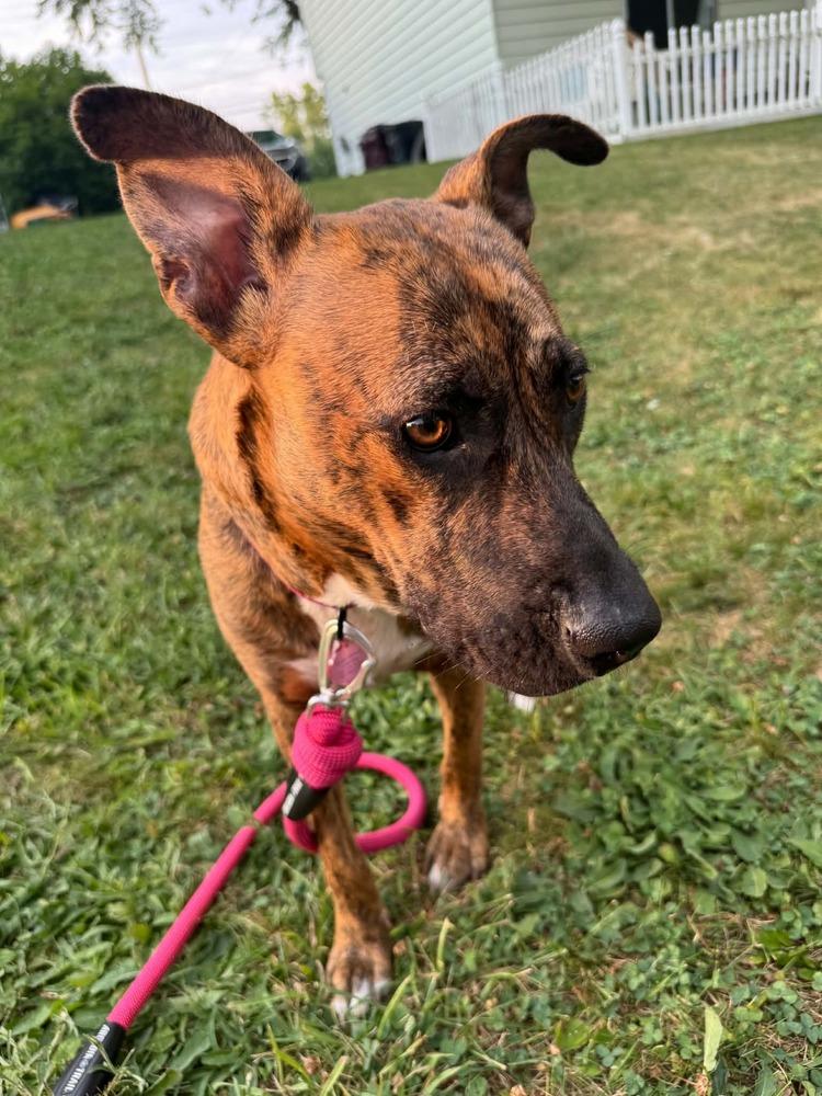 Enlarge Georgia, a Adoptable mixed breed in Amherst, NY image 2/6