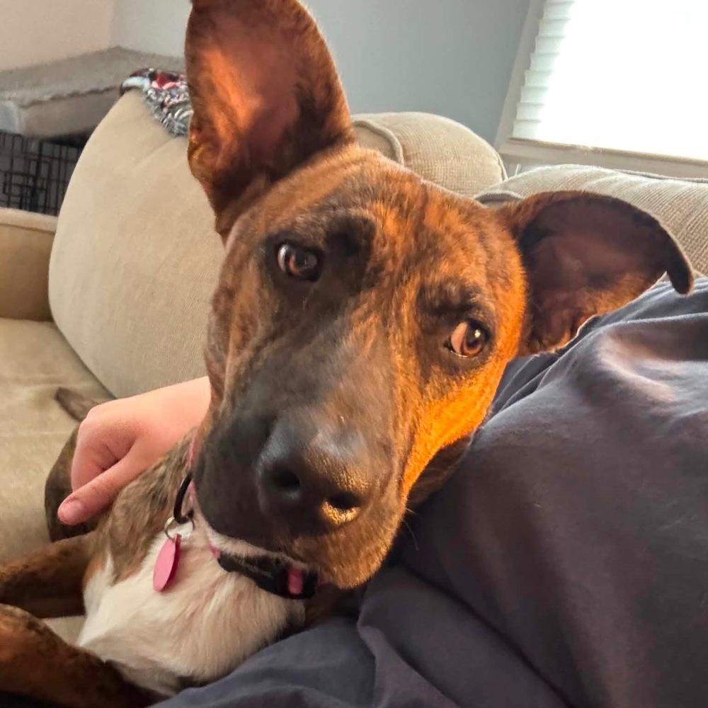 Enlarge Georgia, a Adoptable mixed breed in Amherst, NY image 3/6
