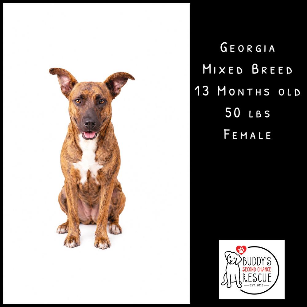Enlarge Georgia, a Adoptable mixed breed in Amherst, NY image 4/6