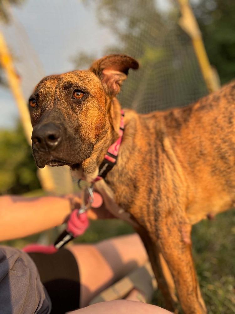 Enlarge Georgia, a Adoptable mixed breed in Amherst, NY image 5/6