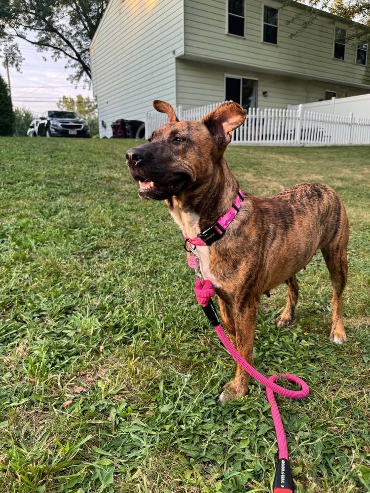 Enlarge Georgia, a Adoptable mixed breed in Amherst, NY image 6/6