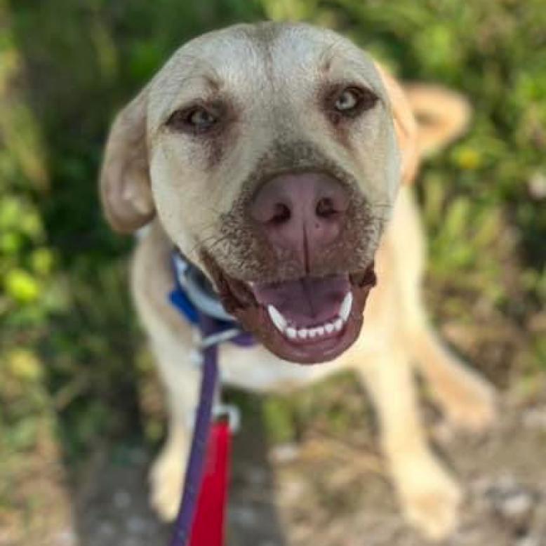 Clover FKA Lund, a Adoptable Labrador Retriever in Spring Hill, KS image 1/6