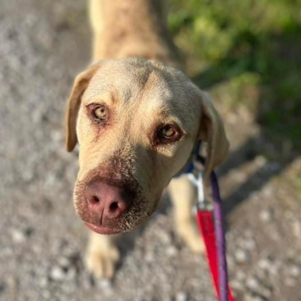 Clover FKA Lund, a Adoptable Labrador Retriever in Spring Hill, KS image 2/6