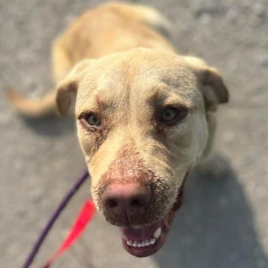 Clover FKA Lund, a Adoptable Labrador Retriever in Spring Hill, KS image 3/6