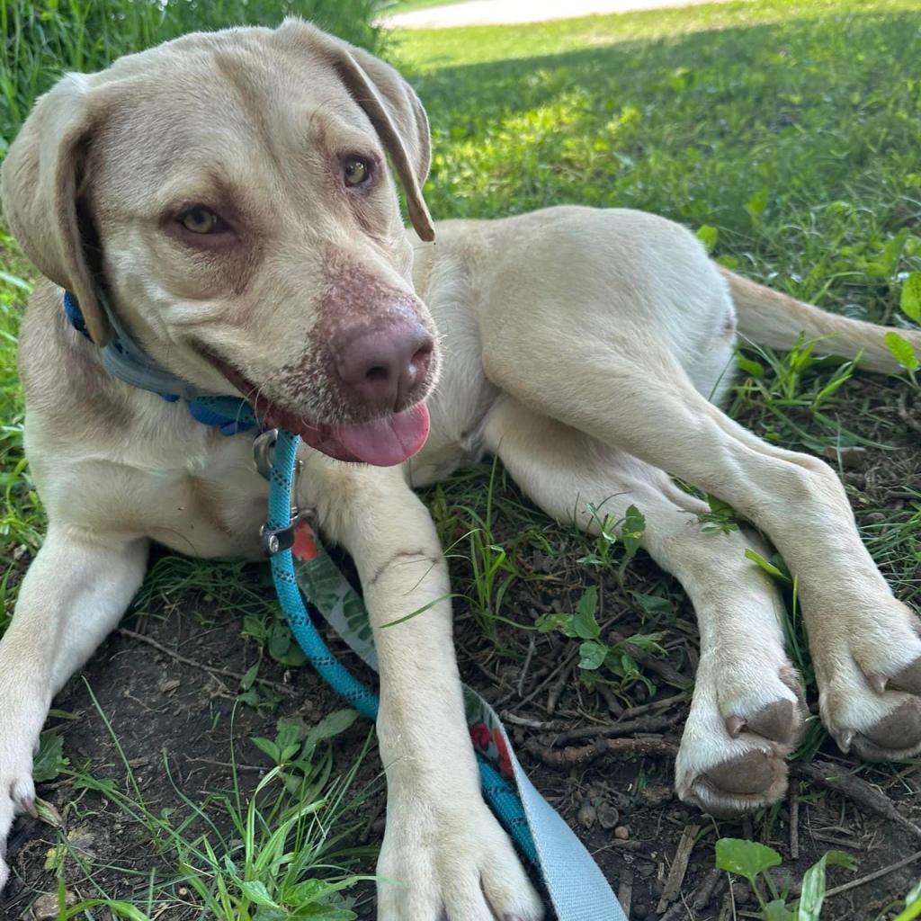Clover FKA Lund, a Adoptable Labrador Retriever in Spring Hill, KS image 4/6