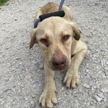 Clover FKA Lund, a Adoptable Labrador Retriever in Spring Hill, KS image 5/6