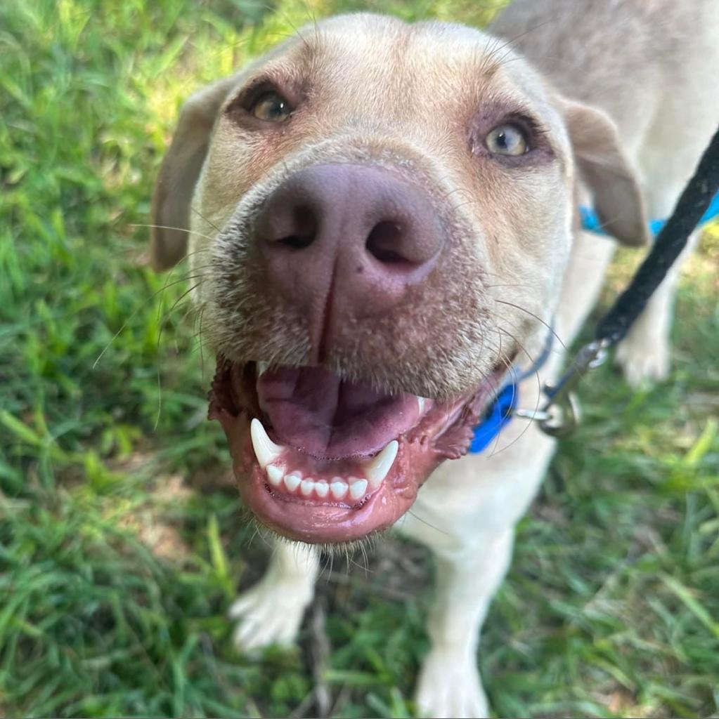 Clover FKA Lund, a Adoptable Labrador Retriever in Spring Hill, KS image 6/6