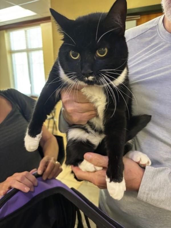 Enlarge Dappie, a Adoptable mixed breed in Virginia Beach, VA image 1/1