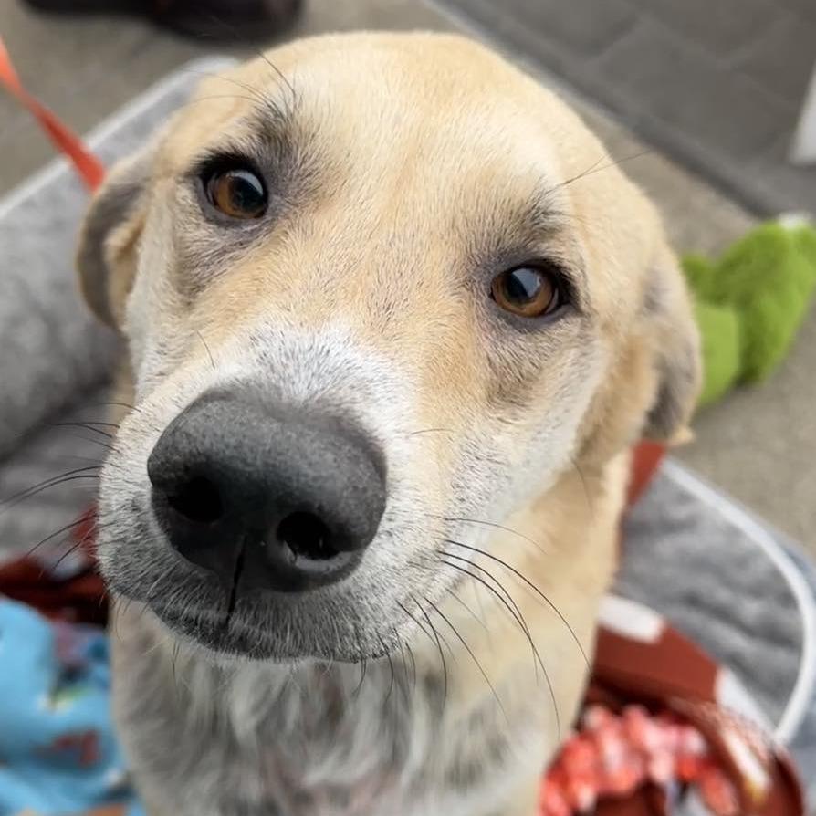 Sandy, a Adoptable mixed breed in Pekin, IL image 1/6