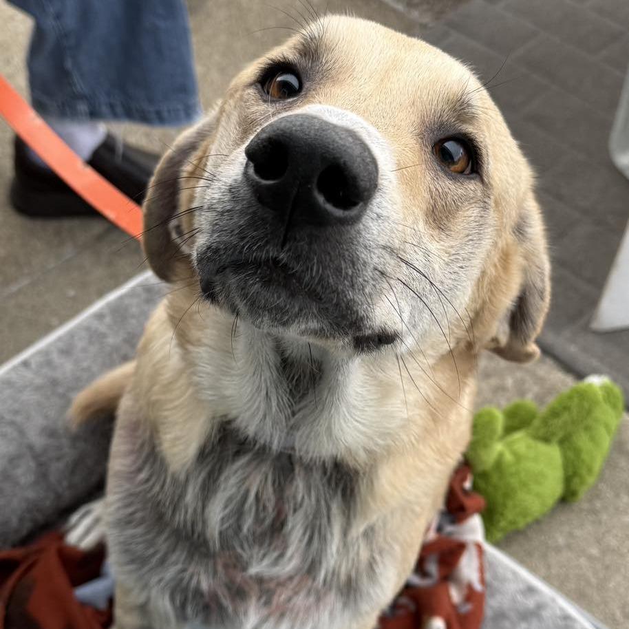 Sandy, a Adoptable mixed breed in Pekin, IL image 2/6