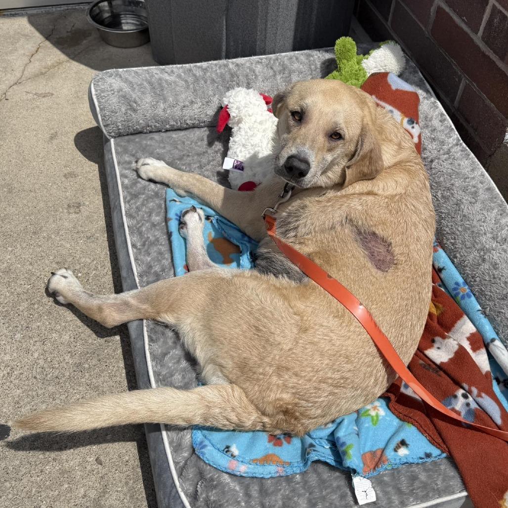 Sandy, a Adoptable mixed breed in Pekin, IL image 3/6