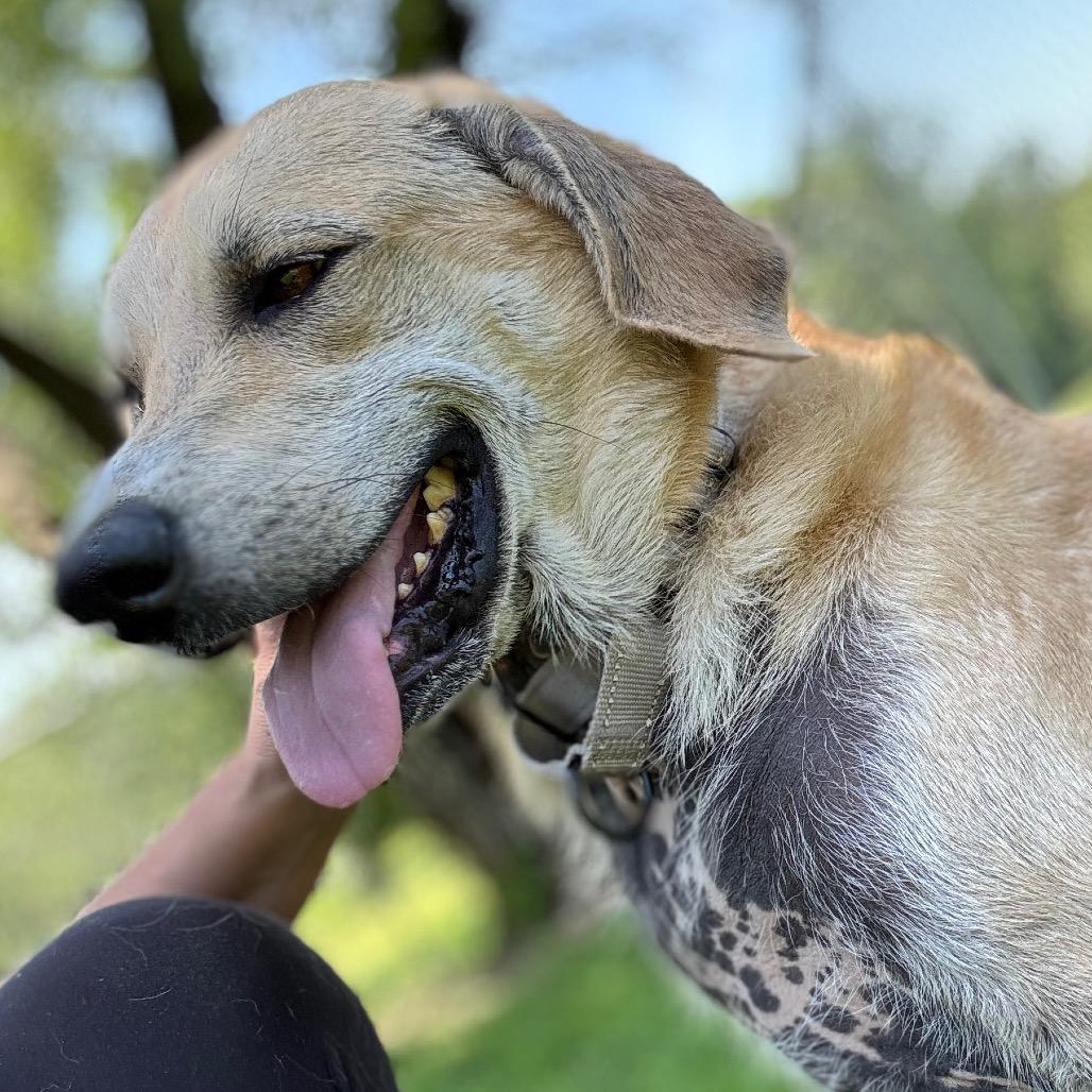 Sandy, a Adoptable mixed breed in Pekin, IL image 4/6