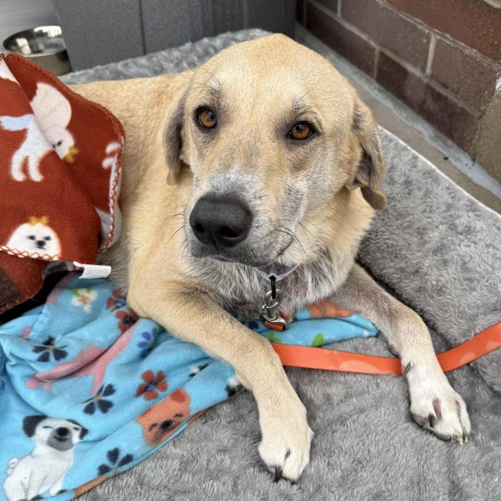Sandy, a Adoptable mixed breed in Pekin, IL image 5/6