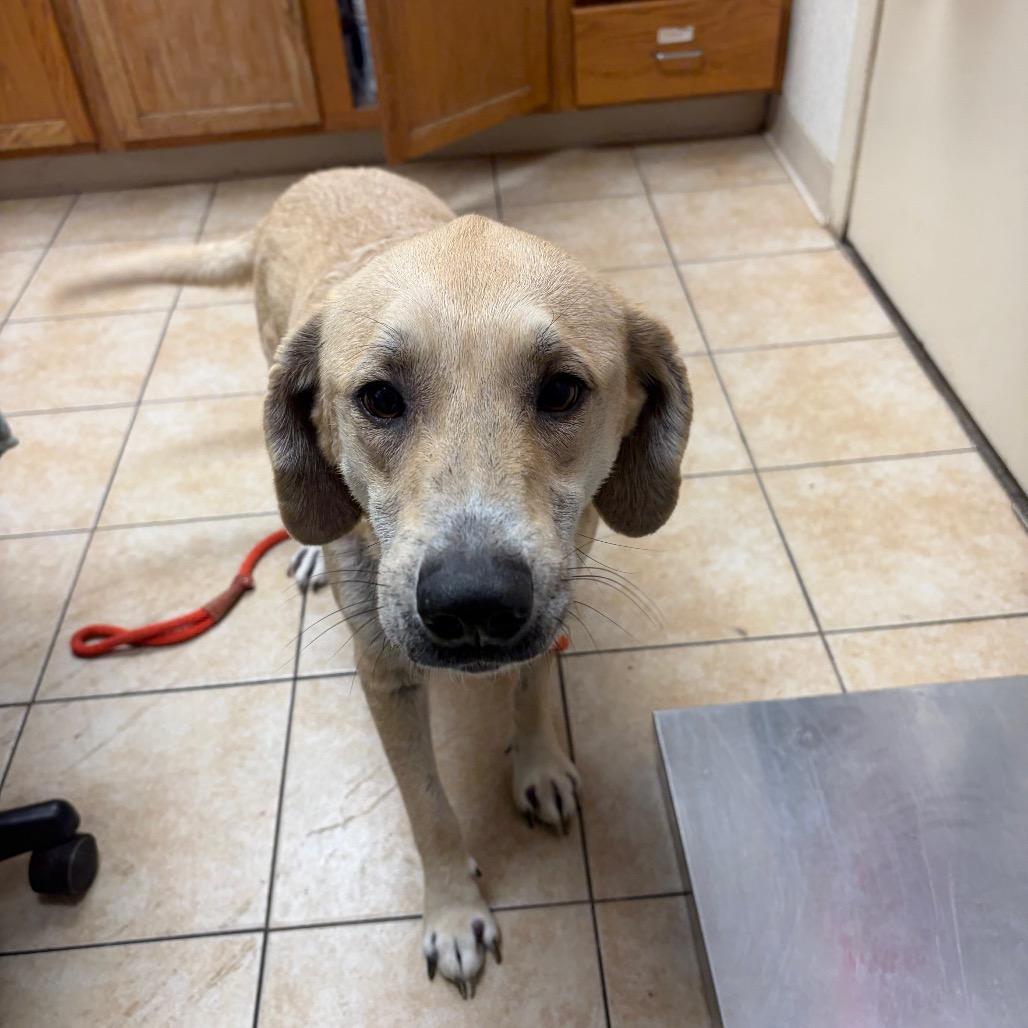 Sandy, a Adoptable mixed breed in Pekin, IL image 6/6