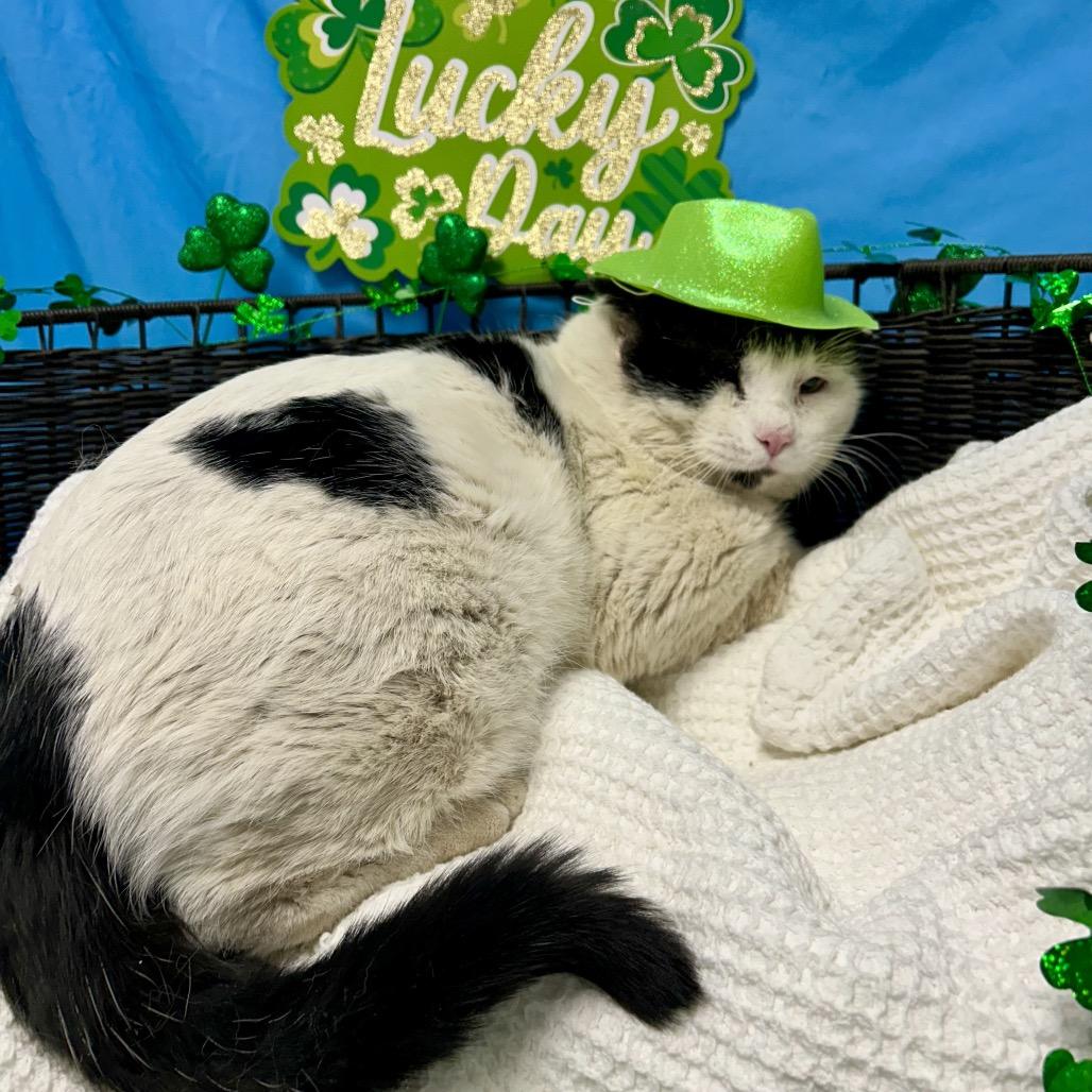 Thomas O'Malley, Adoptable, Adult Male Domestic Short Hair.