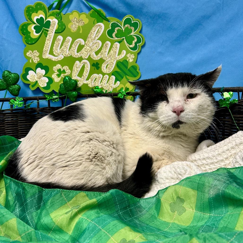 Enlarge Thomas O'Malley, a Adoptable Domestic Short Hair in Henderson, NV image 2/5