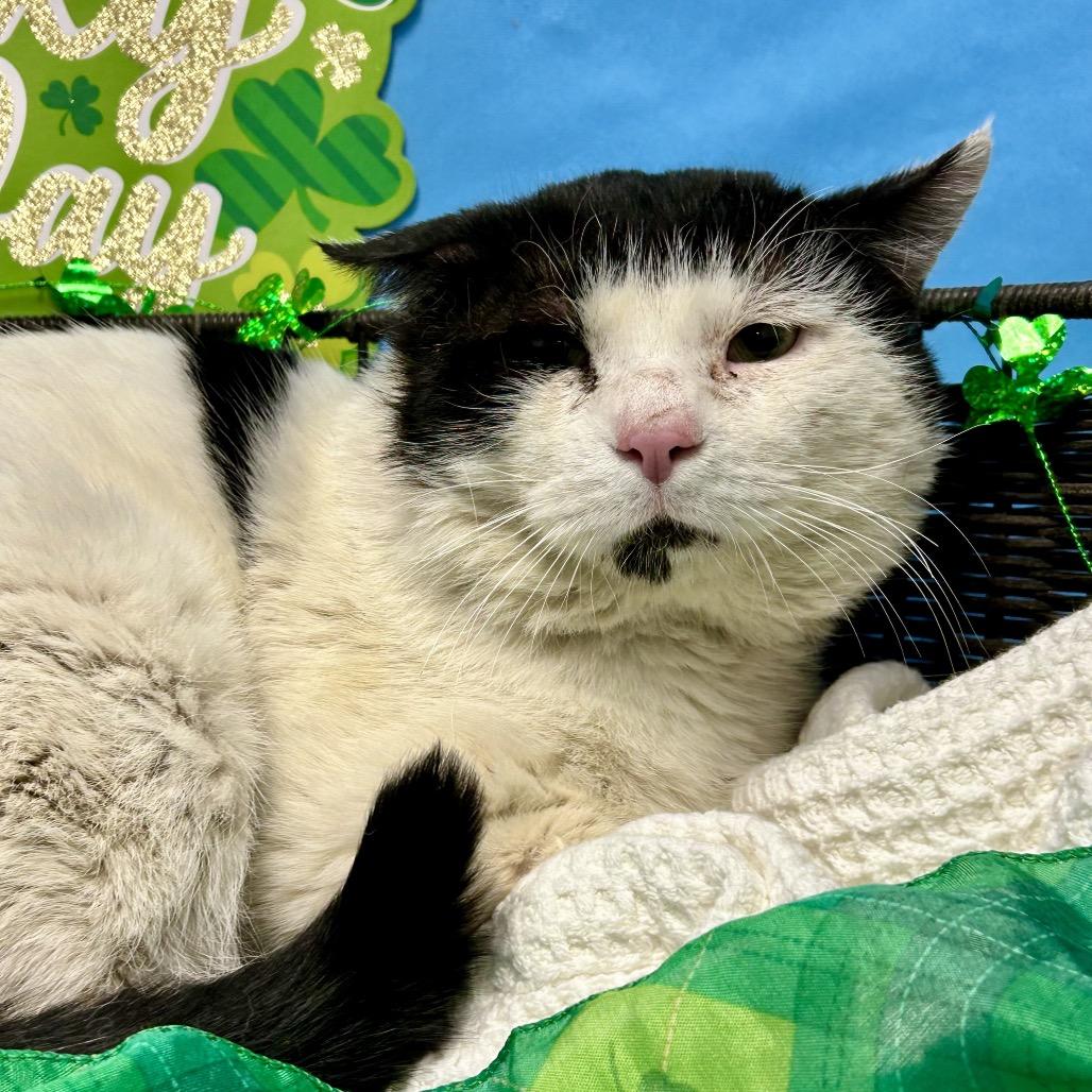 Enlarge Thomas O'Malley, a Adoptable Domestic Short Hair in Henderson, NV image 3/5