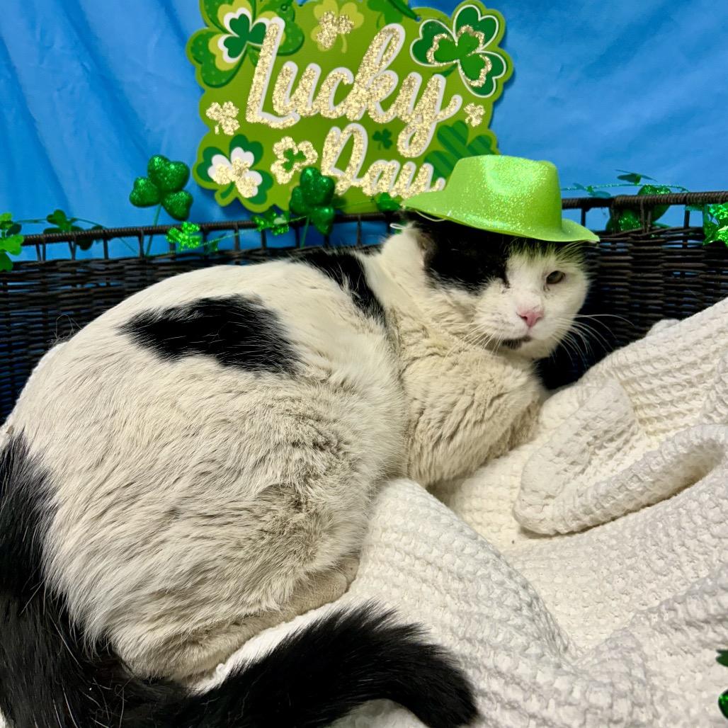 Enlarge Thomas O'Malley, a Adoptable Domestic Short Hair in Henderson, NV image 4/5