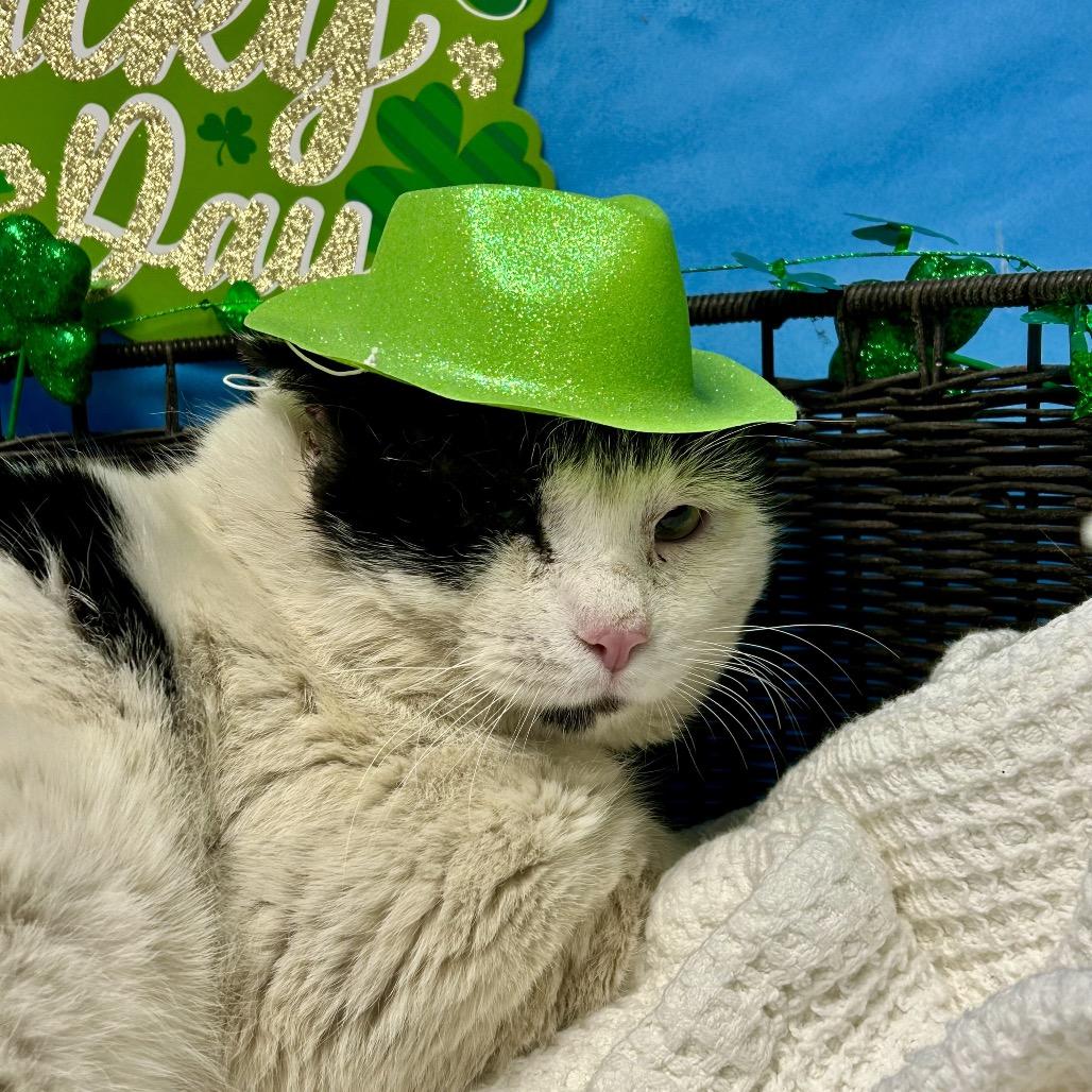 Enlarge Thomas O'Malley, a Adoptable Domestic Short Hair in Henderson, NV image 5/5