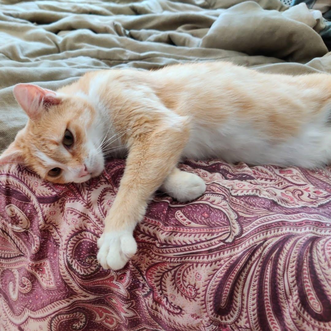 Hazel, a ADOPTABLE Domestic Short Hair in PHILADELPHIA, PA image 1/3
