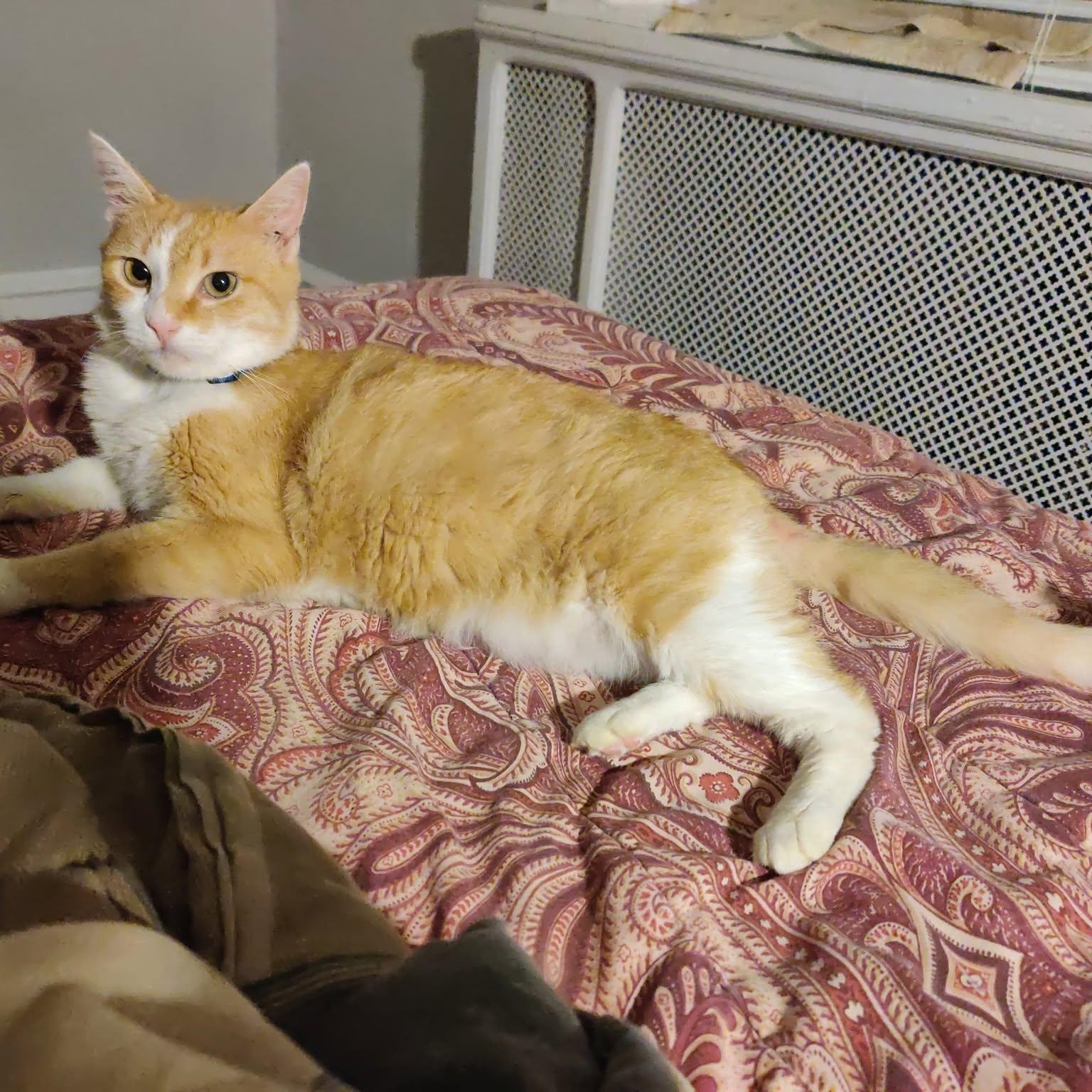 Hazel, a ADOPTABLE Domestic Short Hair in PHILADELPHIA, PA image 3/3