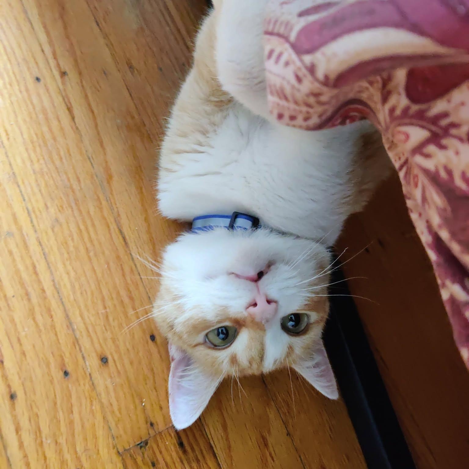 Hazel, a ADOPTABLE Domestic Short Hair in PHILADELPHIA, PA image 2/3