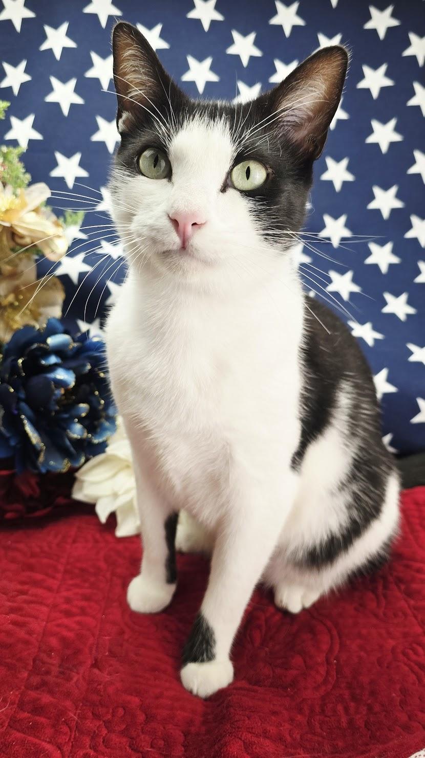 Enlarge Deveraux, an adoptable Domestic Short Hair in Ocean Springs, MS image 3/6